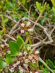 Cynanchum africanum