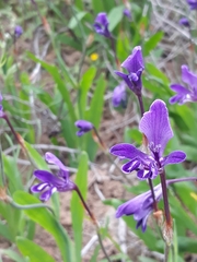 Sparaxis metelerkampiae