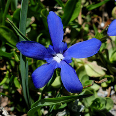 Gentiana brachyphylla