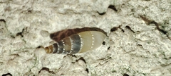 Clausiliidae