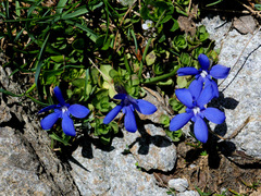 Gentiana brachyphylla