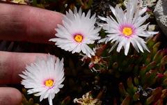 Lampranthus ceriseus