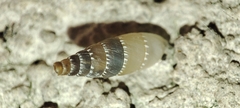 Clausiliidae