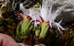 Lampranthus ceriseus