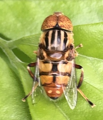 Eristalinus punctulatus