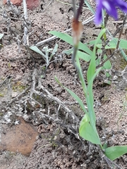 Sparaxis metelerkampiae