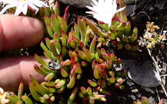 Lampranthus ceriseus