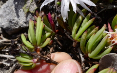 Lampranthus ceriseus