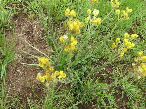Image of Helichrysum mixtum by no rights reserved