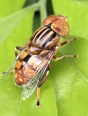 Eristalinus punctulatus