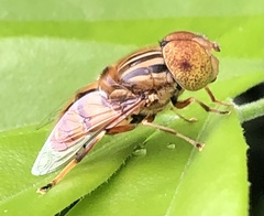 Eristalinus punctulatus