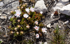 Lampranthus ceriseus