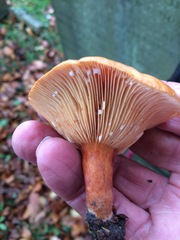 Lactarius aurantiacus