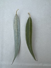 Salix