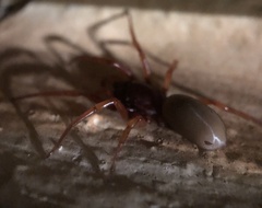 Dysdera