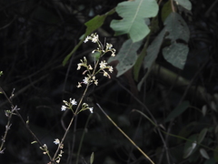 Epidendrum blepharistes