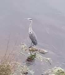 Ardea cinerea