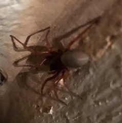 Dysdera