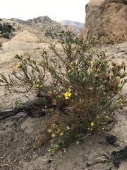 Deinandra minthornii