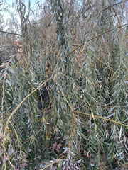 Salix