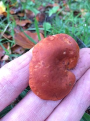 Lactarius aurantiacus