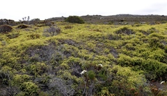 Gleichenia polypodioides