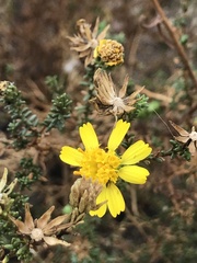 Deinandra minthornii