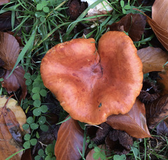 Lactarius aurantiacus