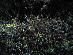 Epidendrum blepharistes