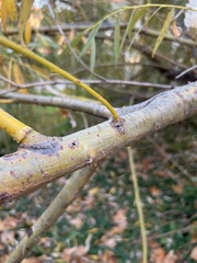 Salix