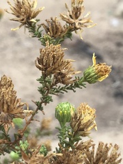 Deinandra minthornii