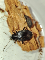 Platynus decentis