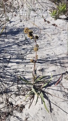 Crassula nudicaulis