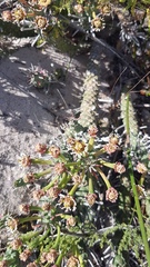 Euphorbia caput-medusae
