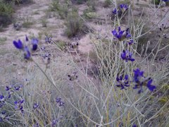 Psorothamnus scoparius