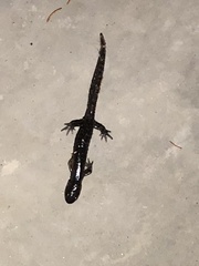 Ambystoma 'unisexual complex'