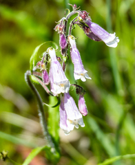 Penstemon hirsutus