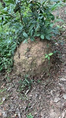 Globitermes sulphureus