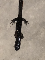 Ambystoma 'unisexual complex'