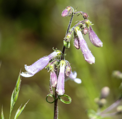 Penstemon hirsutus