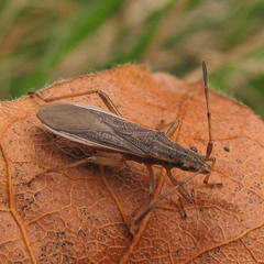Darmistus subvittatus