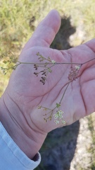 Dasispermum hispidum