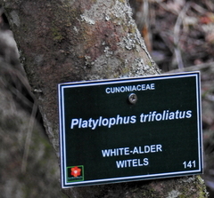 Platylophus trifoliatus