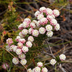 Lachnaea densiflora