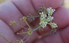 Dasispermum hispidum
