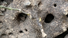 Globitermes sulphureus