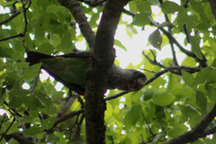Poicephalus fuscicollis