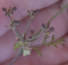 Dasispermum hispidum