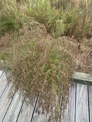 Eupatorium capillifolium