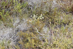 Lachnaea densiflora